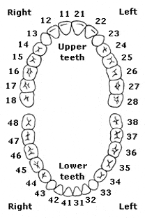 Number Of Adult Teeth 32