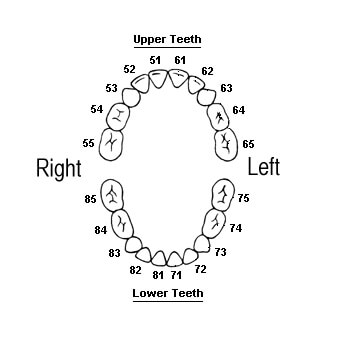 teeth number of child