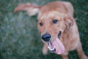 How many teeth does a puppy have? - Teeth FAQ Blog